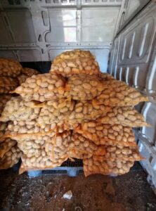 Ziemniaki odmiana gala