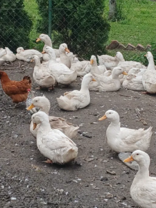 Tuszki kaczek czerninowych