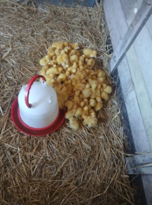 Tuszki kaczek czerninowych