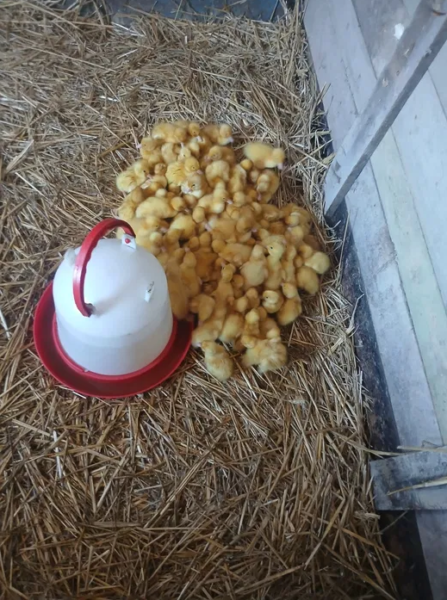 Tuszki kaczek czerninowych