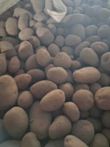 Ziemniaki nie sortowane denar / ignacy