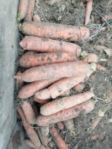 Marchew gruba 25 kilo cena 30 zl Warszawa Białołęka
