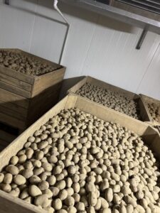 Ziemniak odpadowy Wielkosc sadzeniaka soraya po centralnj rok (odpad) Michałowice